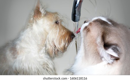 Small White Fluffy Dog And White Cat Amicably Drink Water 