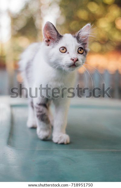 Small White Fluffy Kitty Grey Spots Stock Photo Edit Now 718951750