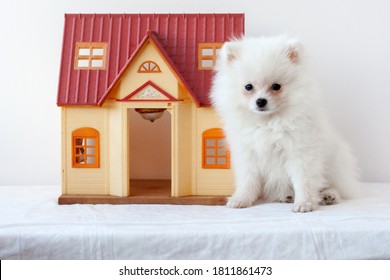 8 693件の ポメラニアン 赤ちゃん の画像 写真素材 ベクター画像 Shutterstock