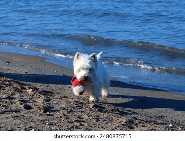 Small white fluffy West Highland White Terrier Westie dog in a red scarf walks along the shore of the Mediterranean Sea, swims in it and enjoys rest - Powered by Shutterstock