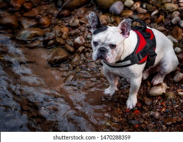 Small White French Boxer Resting At The Edge Of A River.