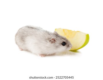 A small white and gray hamster exploring a slice of green apple against a plain white background