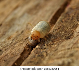 Small White Grub Larvae Using A Slit In The Wood To Help It Shed It's Skin.