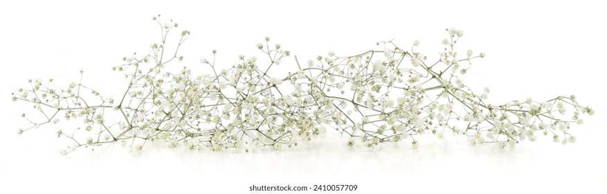 Small white Gypsophila flowers isolated on white background.
					Fluffy and cloud-like Gypsophila, commonly known as 'Baby's breath'.