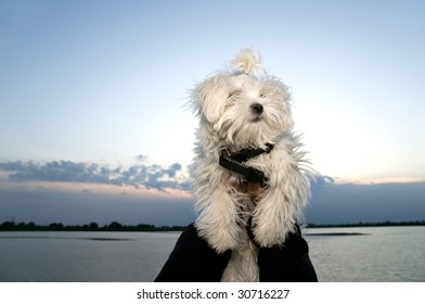 maltese dog hairy