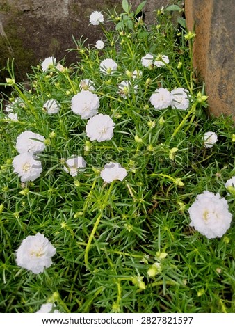 Small, white, and hidden, yet utterly captivating.