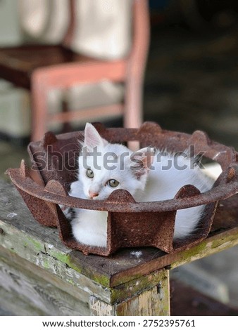 ​A small white kitten resting inside a rusted iron cooking stove on a weathered wooden plank outdoors.