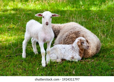 A small white lamb guards the sleep of his mother and brother.