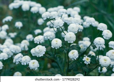 Small White Matricaria Flowers Growing In A Garden. Tanacetum (Matricaria) Parthenium Vegmo Snowball