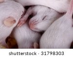 a small white mouse