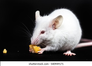 Small White Mouse With A Block Of Cheese Isolated On A Black Background