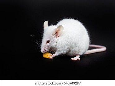 Small White Mouse With A Block Of Cheese Isolated On A Black Background