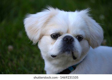 Pekines Puppy Images Stock Photos Vectors Shutterstock