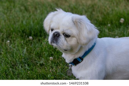 Pekines Puppy Images Stock Photos Vectors Shutterstock