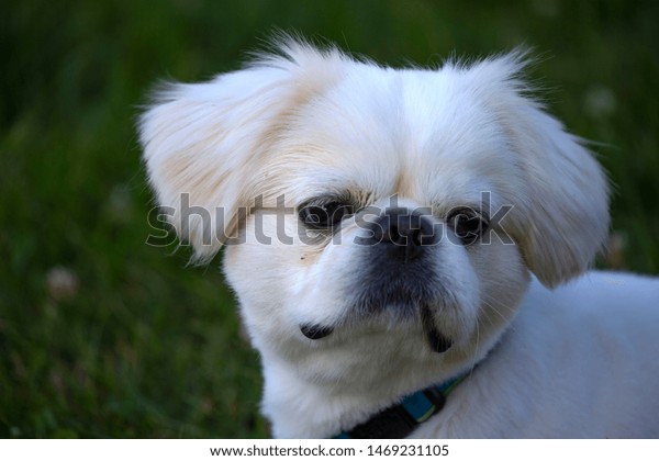 Small White Pekingese With Cropped Hair Stock Photo Edit Now