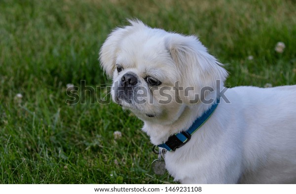 Small White Pekingese With Cropped Hair Stock Photo Edit Now