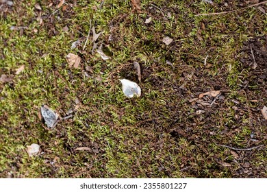Small white petals on ground - Powered by Shutterstock