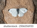 Small White (Pieris rapae) male in dorsal close-up on brown rock with black border in Fuerteventura                    