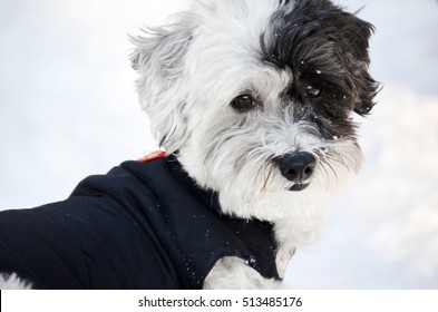 Small White Poodle Dog In Winter Jacket On A Snow Background 