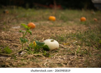 Small White Pumpkin In A Pumpkin Patch With A Blurred Background. 