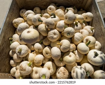 Small White Pumpkins In Wooden Box, Top Down View.