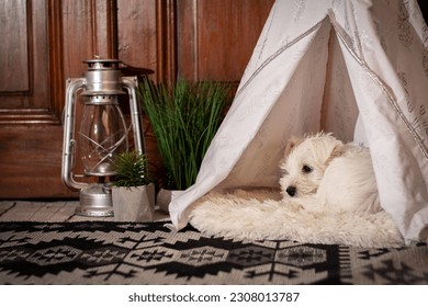 Small white puppy curled up inside a dog teepee - Powered by Shutterstock