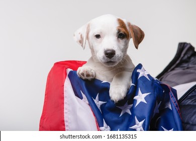 Small white puppy with US flag on background