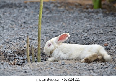 small white rabbit lay down on pebbles floor