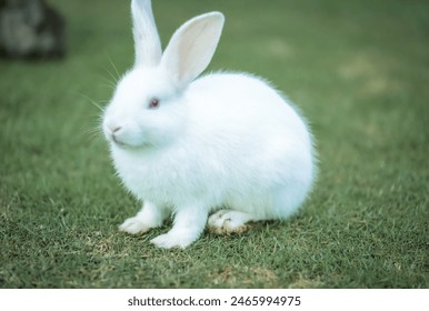 a small white rabbit sitting on a grassy field. The rabbit is standing on its hind legs, with its front paws resting on its chest. It has long ears and a small white tail. The rabbit is surrounded by  - Powered by Shutterstock