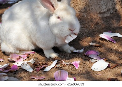 Small white rabbit  under a tree eating magnolia flowers