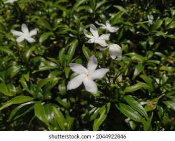 61 Tabernaemontana Corymbosa Images, Stock Photos & Vectors | Shutterstock