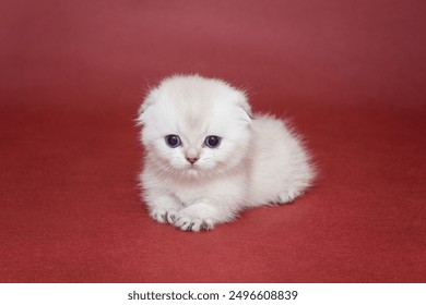 Small white Scottish fold kitten on a burgundy background - Powered by Shutterstock