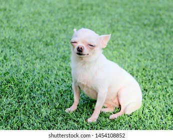 Short Hair Chihuahuas Photos 3 801 Stock Image Results