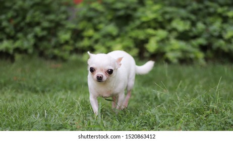 1000 Short Haired Dogs Stock Images Photos Vectors Shutterstock