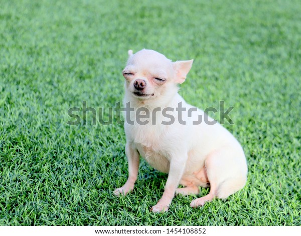 Small White Short Hair Chihuahua Dog Animals Wildlife Parks