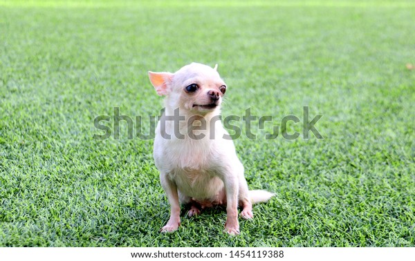 Small White Short Hair Chihuahua Dog Stock Photo Edit Now 1454119388