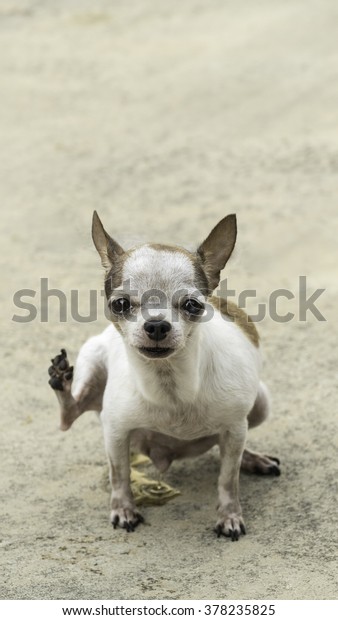 Small White Short Hair Chihuahua Dog Stock Photo Edit Now 378235825