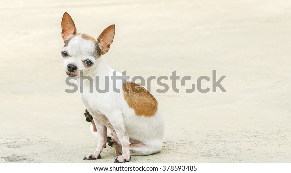 Small White Short Hair Chihuahua Dog Stock Photo Edit Now 378593485