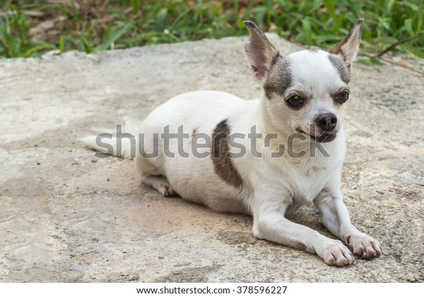 Small White Short Hair Chihuahua Dog Stock Photo Edit Now 378596227