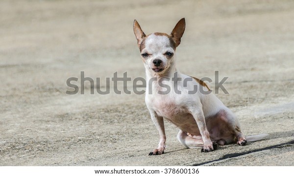 Small White Short Hair Chihuahua Dog Stock Image Download Now