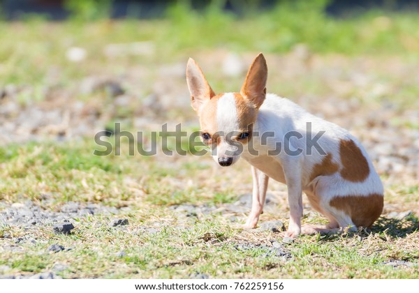 Small White Short Hair Chihuahua Dog Stock Photo Edit Now 762259156