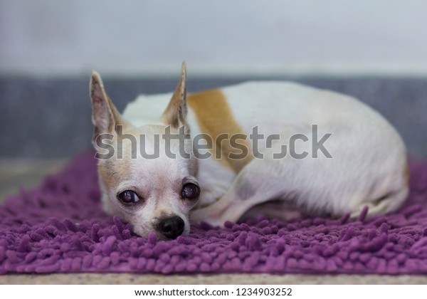 Small White Short Hair Female Chihuahua Stock Photo Edit Now