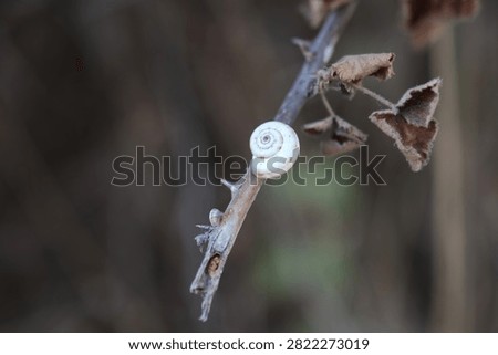 A small white snail shell clinging to a dry twig in nature. A macro shot of a tiny white snail on a dry branch against a blurred brown background; wildlife theme. Close-up view of a white garden snail on a dry branch against a blurred background. Background with a natural texture. Minimalist and natural copy space for designs.