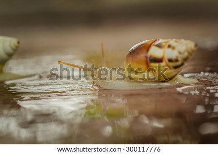 Similar – Garden snail IV Leaf