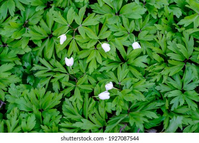 Small White Spring Flowers On Green Wet Background Surface Texture With Blur