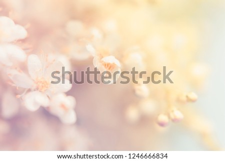 Small white summer flowers on a soft background. Unfocused abstract floral background