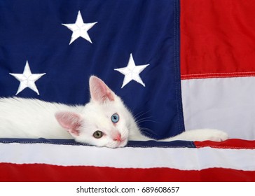 Small white tabby kitten with heterochromia eyes laying on an American Flag looking directly at viewer. Stars and stripes forever. Patriotic kitten