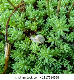 A Small White Translucent Snail (Pulmonata, Helicidae)  Crawls In Green Thickets Goldmoss Stonecrop (Sédum ácre)