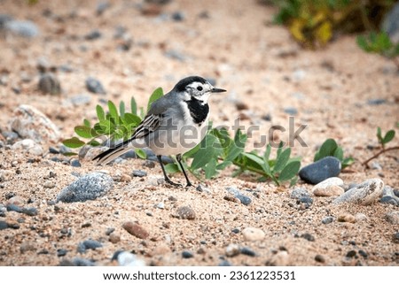 Small White Wagtail Bird walking on the beach covered with yellow sand, pebbles and green plants