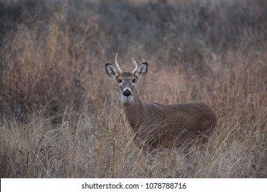 166 Quivira National Wildlife Refuge Images, Stock Photos & Vectors ...